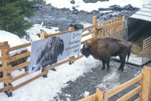 Zimbrii din Suedia la Lerești