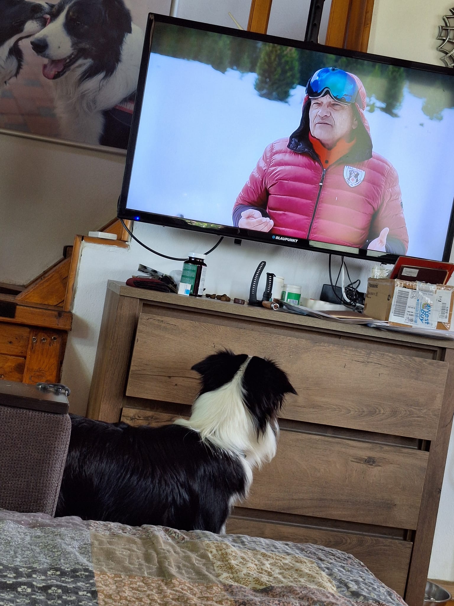 Câini Salvamont Argeș